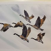 My project in Artistic Watercolor Techniques for Illustrating Birds course . Traditional illustration, Watercolor Painting, Realistic Drawing, and Naturalistic Illustration project by danielblouin148 - 11.27.2021