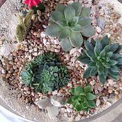 Mi Proyecto del curso: Arte vegetal: Mi primer terrario. Un proyecto de Diseño de interiores, Paisajismo, Decoración de interiores y DIY de Jacquelin Bobea Torres - 27.11.2021