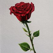 Illustrazione botanica con acquerello. Un proyecto de Ilustración tradicional de Erika Utzeri - 25.11.2021