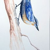 My project in Artistic Watercolor Techniques for Illustrating Birds course - Nuthatch. Traditional illustration, Watercolor Painting, Realistic Drawing, and Naturalistic Illustration project by bromd - 11.14.2021