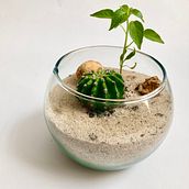 Mi Proyecto del curso: Arte vegetal: crea tu propio terrario abierto. Interior Design, L, scape Architecture, Decoration, DIY, Floral, and Plant Design project by Sergio García Rodríguez - 11.29.2021