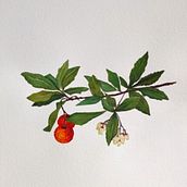 Il mio progetto del corso: Disegno botanico realistico ad acquerello. Design, Traditional illustration, Fine Arts, Painting, Watercolor Painting, and Botanical Illustration project by Sandra Rui - 11.29.2021