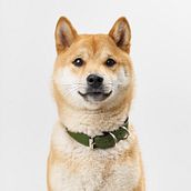 Mi Proyecto del curso: Introducción a la fotografía de perros. Een project van Fotografie, Portretfotografie, Studiofotografie,  Documentairefotografie, Lifest, le fotografie e Interieurfotografie van ENRIQUE MURGUIA - 29.11.2021