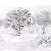 8-year-old kids harvesting olives. Traditional illustration, Sketching, Pencil Drawing, Drawing, Figure Drawing, Fine Arts, and Artistic Drawing project by velhadaldeia - 11.30.2021