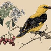 Illustrazione naturalistica a penna: Rigogolo su Biancospino. Een project van Traditionele illustratie,  Tekening, Realistische tekening y Naturalistische illustratie van mattiabardini.98 - 30.11.2021