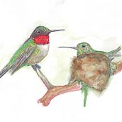 " Ruby Pair". Un progetto di Illustrazione tradizionale, Pittura ad acquerello, Disegno realistico e Illustrazione naturalistica di krcsyqnm6k - 02.12.2021