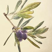 Il mio progetto del corso: Disegno botanico realistico ad acquerello. Design, Traditional illustration, Fine Arts, Painting, Watercolor Painting, and Botanical Illustration project by ALESSANDRO AGOSTINO - 12.02.2021