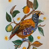 Partridge in a pear tree. Un proyecto de Ilustración tradicional de Jo Pickford - 05.12.2021