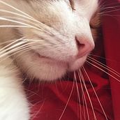 Red Kitty. Een project van Fotografie van beaoliveira0068 - 05.12.2021