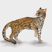Tigrillo - Ilustración científica de animales en acuarela. Un proyecto de Ilustración tradicional, Pintura a la acuarela, Dibujo realista e Ilustración naturalista				 de Eduardo Parás Salazar - 05.12.2021