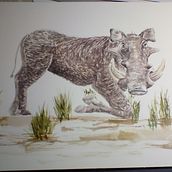 My project in Scientific Illustration of Animals in Watercolor  course southern warthog. Traditional illustration, Watercolor Painting, Realistic Drawing, and Naturalistic Illustration project by Pamela Griffiths - 11.30.2021