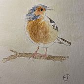 My project in Artistic Watercolor Techniques for Illustrating Birds course. Un proyecto de Ilustración tradicional, Pintura a la acuarela, Dibujo realista e Ilustración naturalista				 de Eva Torkelson - 07.12.2021