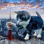 Kittenzilla. Un proyecto de Fotomontaje de Mattia Amadei - 13.11.2021
