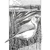 Il mio progetto del corso: Illustrazione con inchiostro e pennino: rappresenta la natura. Artistic Drawing, Ink Illustration, Naturalistic Illustration, and Drawing project by Alberto Pinellini - 12.08.2021