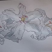 My project in Botanical Sketchbooking: A Meditative Approach course. Un proyecto de Ilustración tradicional, Bocetado, Dibujo, Pintura a la acuarela, Ilustración botánica y Sketchbook de Trudes Wright - 09.12.2020