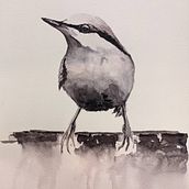 Il mio progetto del corso: Acquerello artistico per illustrazione di animali: gli uccelli. Traditional illustration, Watercolor Painting, Realistic Drawing, and Naturalistic Illustration project by lorsino - 12.12.2021