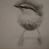 My project in Artistic Watercolor Techniques for Illustrating Birds course. Traditional illustration, Watercolor Painting, Realistic Drawing, and Naturalistic Illustration project by Tannith Watson - 12.13.2021