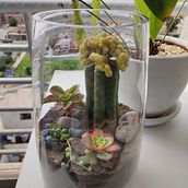 Mi Proyecto del curso: Arte vegetal: crea tu propio terrario abierto. Interior Design, L, scape Architecture, Decoration, DIY, Floral, and Plant Design project by Roberto Armas - 12.09.2021