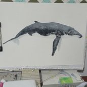 Mi Proyecto del curso: Técnicas de ilustración naturalista: ballenas en acuarela. Un proyecto de Bellas Artes, Pintura, Pintura a la acuarela e Ilustración naturalista				 de riveraibaceta - 12.12.2021