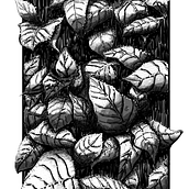 Mein Kursprojekt: Illustration mit Füller und Tinte: Natur zeichnen Ein Projekt aus dem Bereich Skizzenentwurf, Zeichnung, Artistische Zeichnung, Sketchbook, Illustration mit Tinte und Naturalistische Illustration von Josef Huber - 17.12.2021