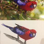 Watercolor Bird. Painting, and Watercolor Painting project by j_bishop79 - 12.19.2021