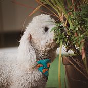 Mi Proyecto del curso: Fotografía lifestyle de perros. Photograph, Portrait Photograph, Instagram Photograph, Documentar, Photograph, Lifest, and le Photograph project by Solanger Mendoza - 12.13.2021