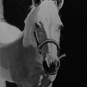 Caballo a grafito. Traditional illustration, Fine Arts, and Realistic Drawing project by Félix Cortés Art - 04.03.2020