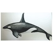 Mi Proyecto del curso: Técnicas de ilustración naturalista: ballenas en acuarela. Un progetto di Illustrazione tradizionale, Illustrazione naturalistica e Disegno artistico di nureggie6 - 18.12.2021