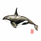 Mon projet du cours : Techniques d'illustration naturaliste : baleines à l'aquarelle. Un proyecto de Ilustración tradicional y Pintura a la acuarela de caro29mailloux - 22.12.2021