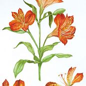 Meu projeto do curso: Aquarela botânica: ilustre a anatomia das flores. Un progetto di Illustrazione tradizionale, Belle arti, Pittura, Disegno, Pittura ad acquerello e Illustrazione botanica di Isadora Martins - 24.12.2021