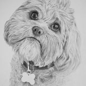 ANIMALS AND BOTANICALS. Traditional illustration project by Dia Ziv - 12.26.2021
