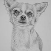 Animals and Botanicals. Traditional illustration, Br, ing & Identit project by Dia Ziv - 12.21.2021