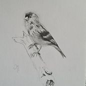 Mijn project van de cursus: Klassieke naturalistische vogelportretten schilderen met olieverf. Un proyecto de Bellas Artes, Pintura, Pintura al óleo e Ilustración naturalista				 de Irma Hulscher - 26.12.2021