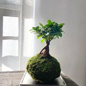 Mi Proyecto del curso: Kokedamas: crea macetas naturales de musgo. Arts, Crafts, Interior Design, L, scape Architecture, Decoration, DIY, Floral, and Plant Design project by Sebastián Cainarca Pérez - 12.27.2021