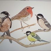 My project in Artistic Watercolor Techniques for Illustrating Birds course. Traditional illustration, Watercolor Painting, Realistic Drawing, and Naturalistic Illustration project by Pamela Griffiths - 12.27.2021