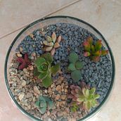 Mi Proyecto del curso: Arte vegetal: crea tu propio terrario abierto. Interior Design, L, scape Architecture, Decoration, DIY, Floral, and Plant Design project by leowhales - 12.27.2021