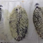 Meu projeto do curso: Impressão botânica em tecido e papel. Un progetto di Artigianato, Fashion design, DIY, Tintura tessile, Stampa tessile e Textile Design di Sônia Oliveira - 18.12.2021