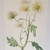 My project in Botanical Illustration with Watercolors course . % belinda_lee_burns tarafından hazırlanan Geleneksel illüstras, on, Güzel sanatlar, Tablo, Çizim, Sulubo, a Resim, Botanik İllüstras, Ve on projesi - 12.28.2021
