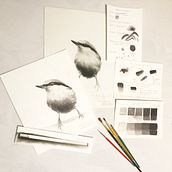 My project - Four Birds on a Branch - Artistic Watercolor Techniques for Illustrating Birds. Watercolor Painting, Realistic Drawing, and Naturalistic Illustration project by D.K. (Debra) Richardson - 12.26.2021