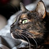 Cat Lifestyle Photography. Photograph, Portrait Photograph, Instagram Photograph, Documentar, Photograph, Lifest, and le Photograph project by Amber Taylor - 12.28.2021