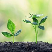 What are the harms caused by excessive use of nitrogen, phosphorus and potassium in the soil. Un projet de Design industriel de sdrk0224 - 28.12.2021