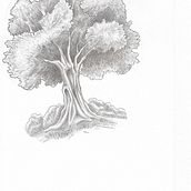 Albero a matita. Drawing, Pencil Drawing, Artistic Drawing, Floral, Plant Design, and Sketchbook project by Edoardo Vicari - 12.29.2021