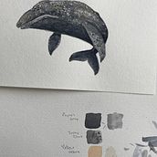 My Project in Naturalist Illustration Techniques: Whales in Watercolor - Gray Whale. Projekt z dziedziny Tradycyjna ilustracja,  Projektowanie plakatów, Ilustracja cyfrowa i Manga użytkownika Rhonda Bathurst - 25.12.2021