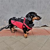 Mi Proyecto del curso: Fotografía lifestyle de perros "Pupi". Fotografia, Fotografia de retrato, Fotografia para Instagram, Fotografia documental, Fotografia Lifest, e le projeto de Maria Martinez - 29.12.2021