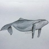 My project in Naturalist Illustration Techniques: Whales in Watercolor course. Un proyecto de Ilustración tradicional, Diseño de carteles, Ilustración digital y Manga de Danielle Myburgh - 26.12.2021
