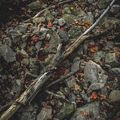 Fall. Photograph project by Diego Mendoza - 12.29.2021