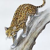 Meu projeto do curso: Ilustração científica de animais em aquarela. Un progetto di Illustrazione tradizionale, Pittura ad acquerello, Disegno realistico e Illustrazione naturalistica di Isadora Martins - 02.01.2022