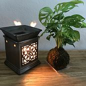 Mi Proyecto del curso: Kokedamas: crea macetas naturales de musgo. Un projet de Artisanat, Design d'intérieur, Pa, sagisme, Décoration, DIY , et Art floral et végétal de junellymarie5579 - 03.01.2022