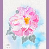 Botanische Illustration: Rose. Painting, Drawing, Watercolor Painting, Floral, Plant Design, Naturalistic Illustration, and Digital Painting project by Anne Schwarz - 01.03.2022