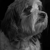 Mi Proyecto del curso: Fotografía lifestyle de perros - Mi vida con Chewie . Un projet de Photographie, Photographie de portrait, Photographie pour Instagram, Photographie documentaire, Photographie lifest , et le de Andrea Rosales - 03.01.2022